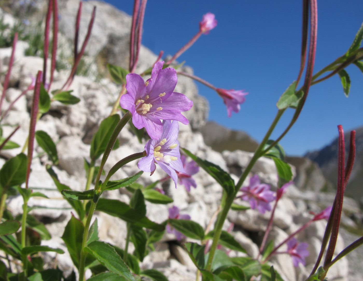 Image of Epilobium algidum specimen.