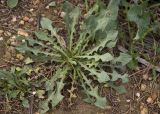 genus Taraxacum