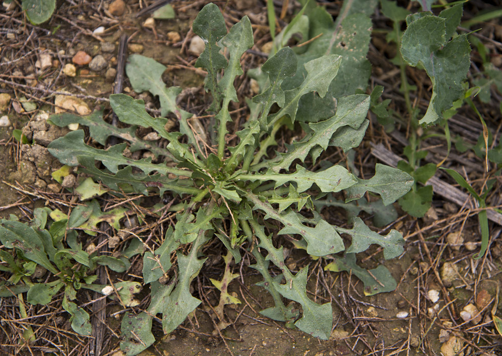 Изображение особи род Taraxacum.