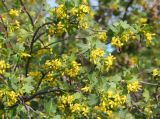 Ribes aureum