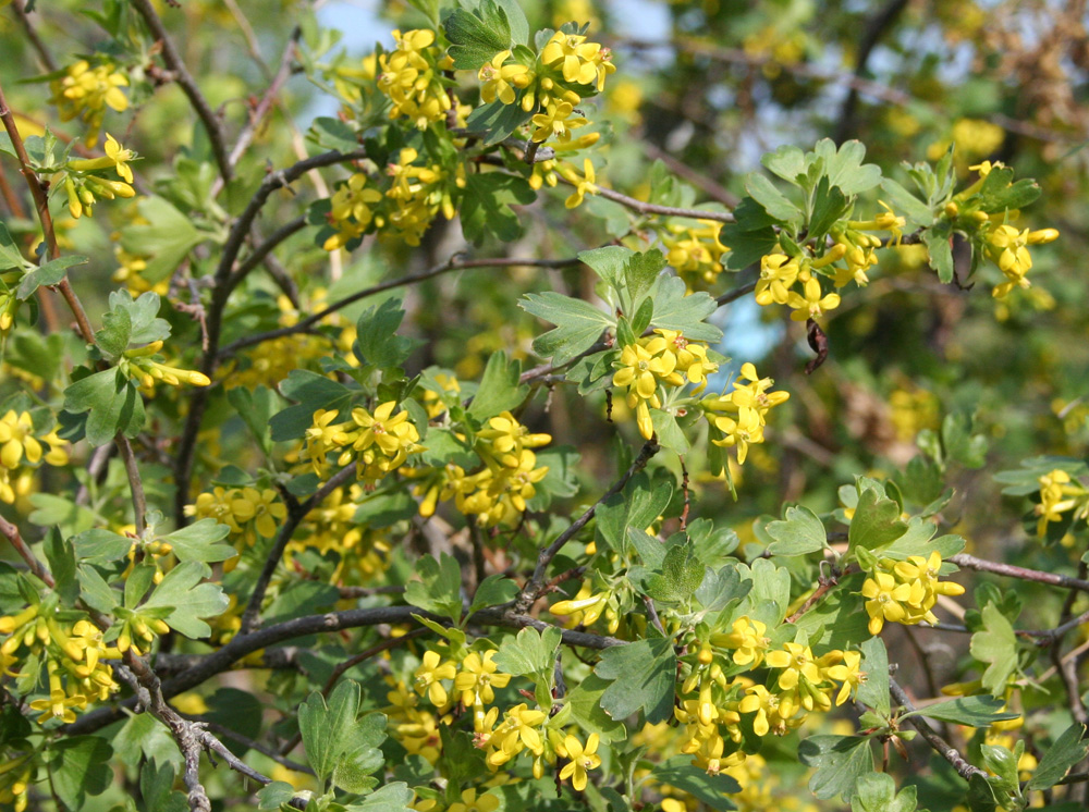 Изображение особи Ribes aureum.