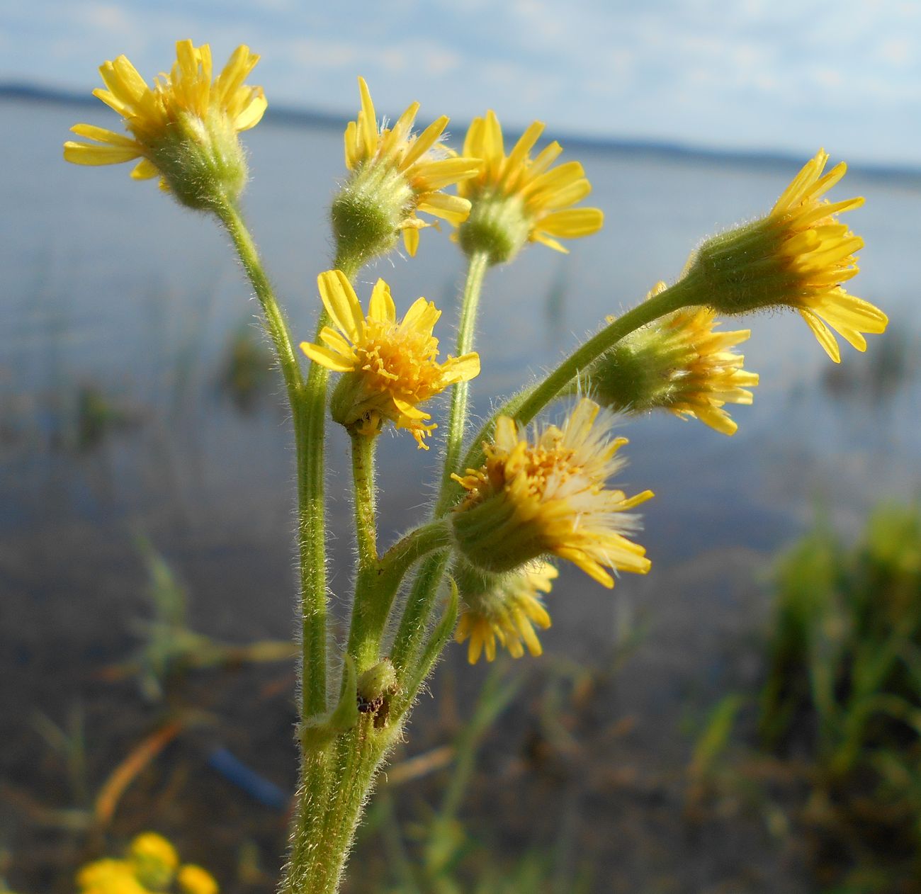 Image of Tephroseris palustris specimen.