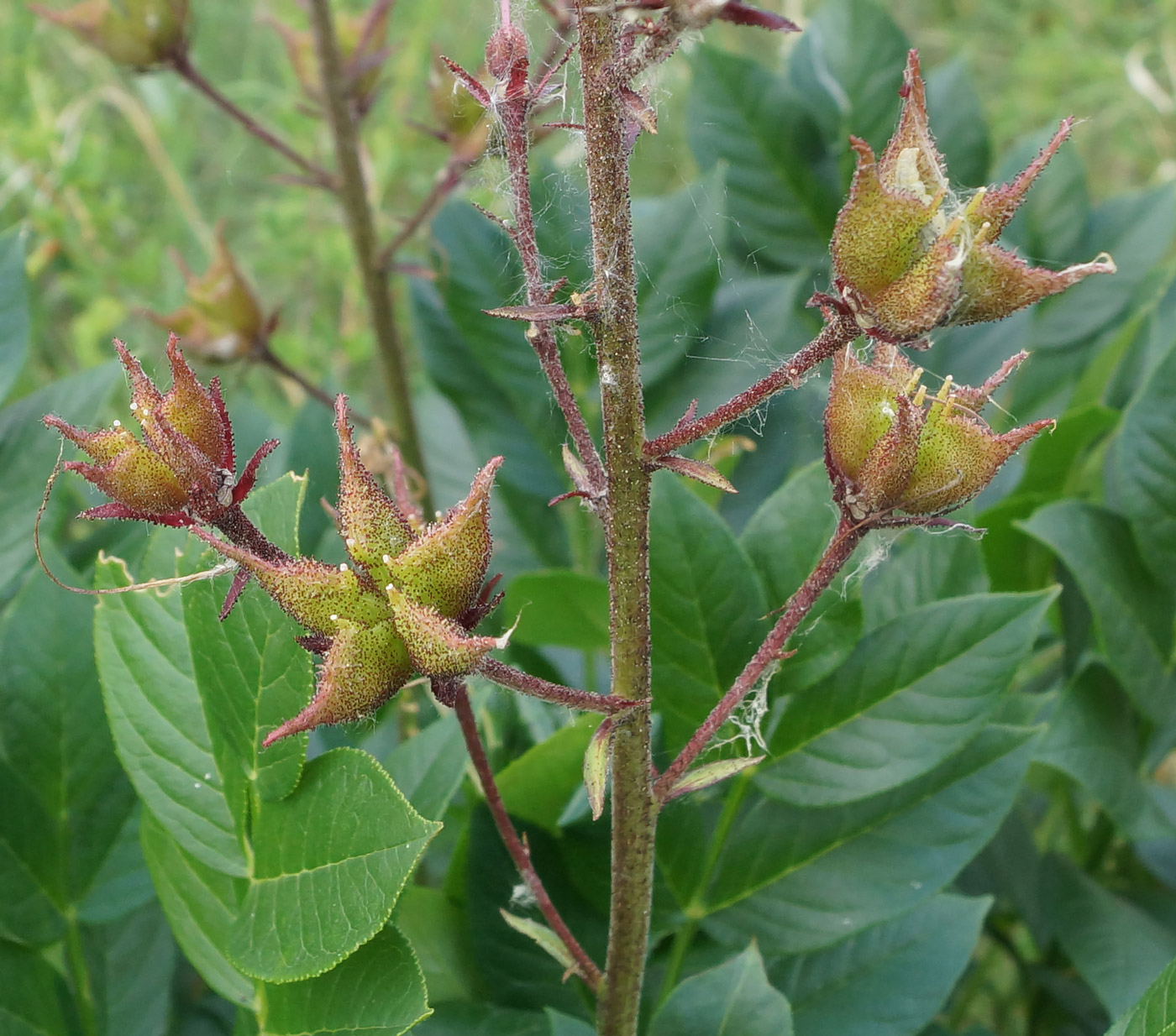 Изображение особи Dictamnus angustifolius.