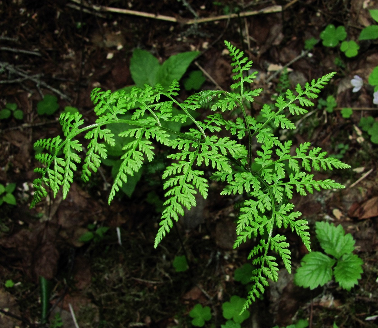 Изображение особи Rhizomatopteris montana.