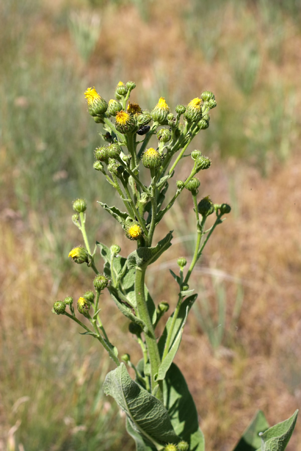 Изображение особи Inula macrophylla.