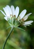 Chrysanthemum zawadskii