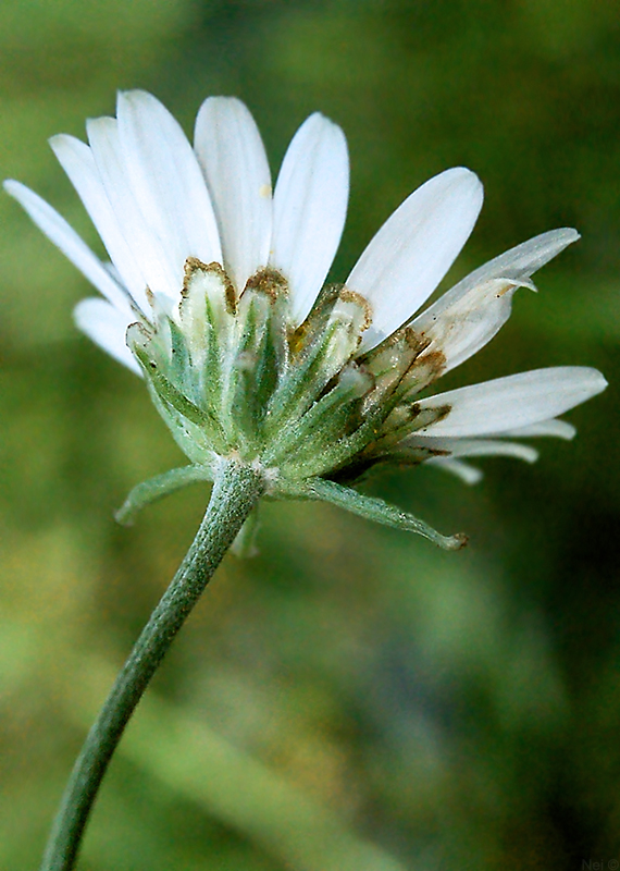 Изображение особи Chrysanthemum zawadskii.