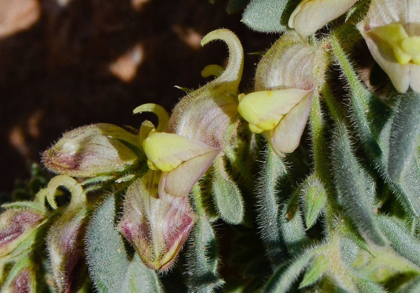 Image of Kickxia floribunda specimen.