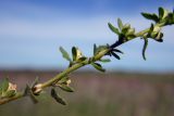 Veronica arvensis. Часть побега с плодами. Республика Адыгея, г. Майкоп, восточная окраина города, луг. 23.04.2016.