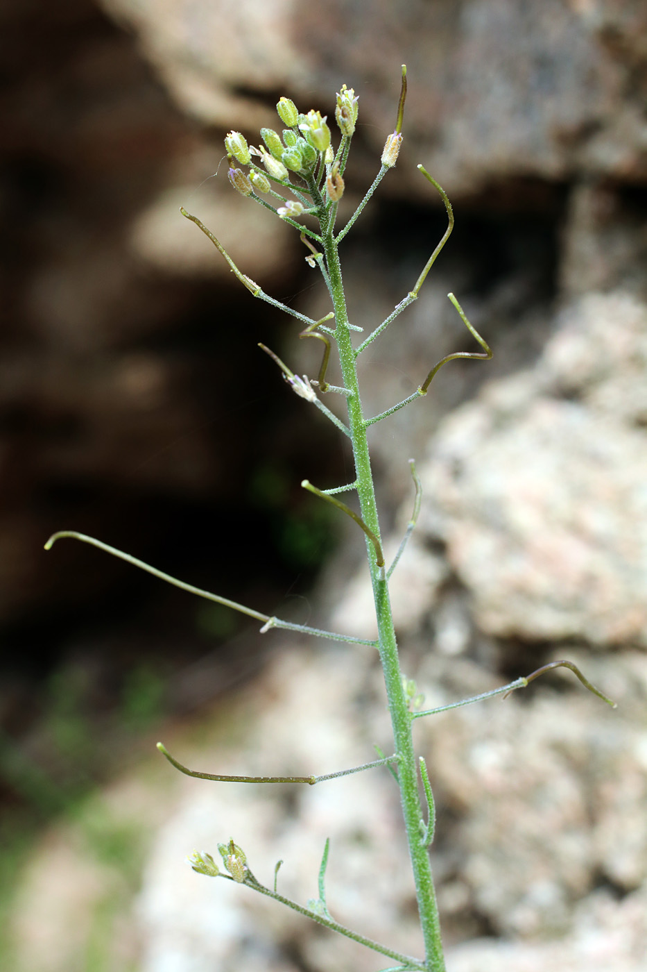 Image of Crucihimalaya wallichii specimen.