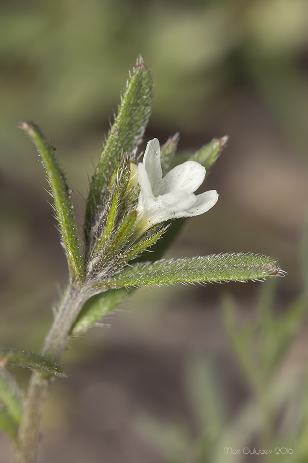 Image of Buglossoides arvensis specimen.