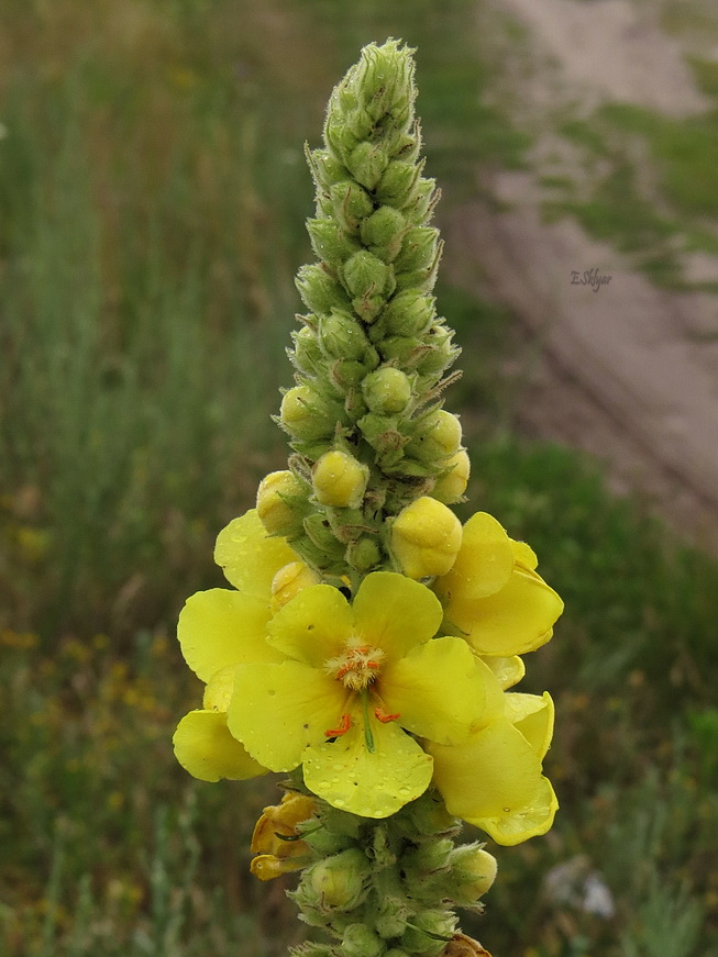 Image of Verbascum densiflorum specimen.