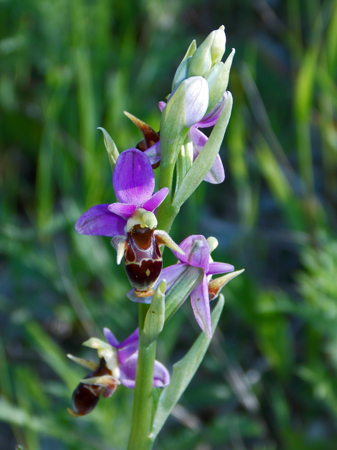 Image of Ophrys oestrifera specimen.