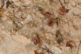 Lomelosia porphyroneura
