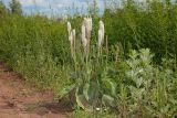 Plantago maxima