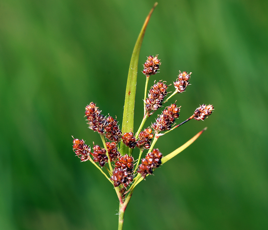 Изображение особи Luzula multiflora.