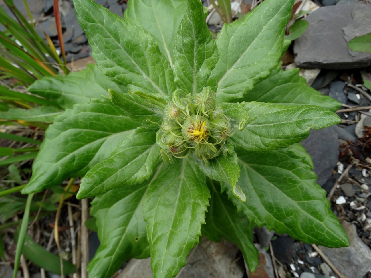 Image of Senecio pseudoarnica specimen.