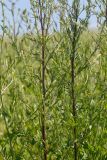 Artemisia vulgaris