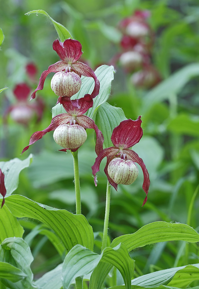 Image of Cypripedium &times; ventricosum specimen.