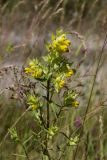 Rhinanthus aestivalis