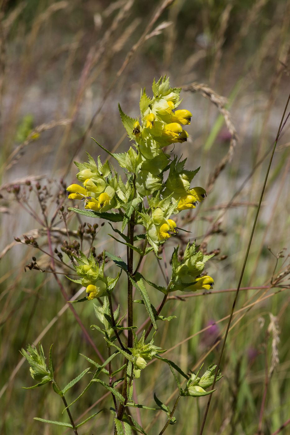 Image of Rhinanthus aestivalis specimen.