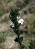 Euphrasia stricta