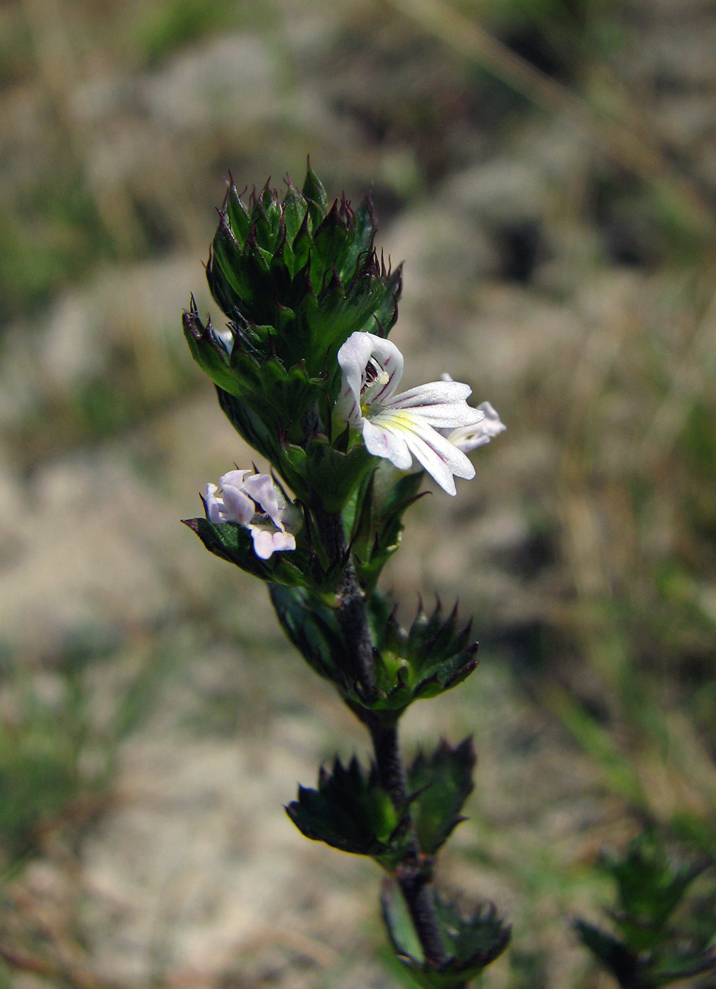 Изображение особи Euphrasia stricta.