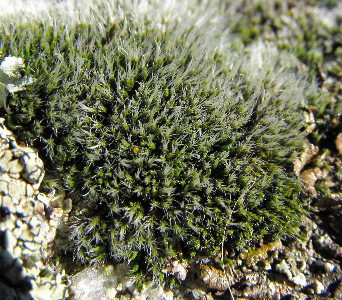 Image of familia Grimmiaceae specimen.