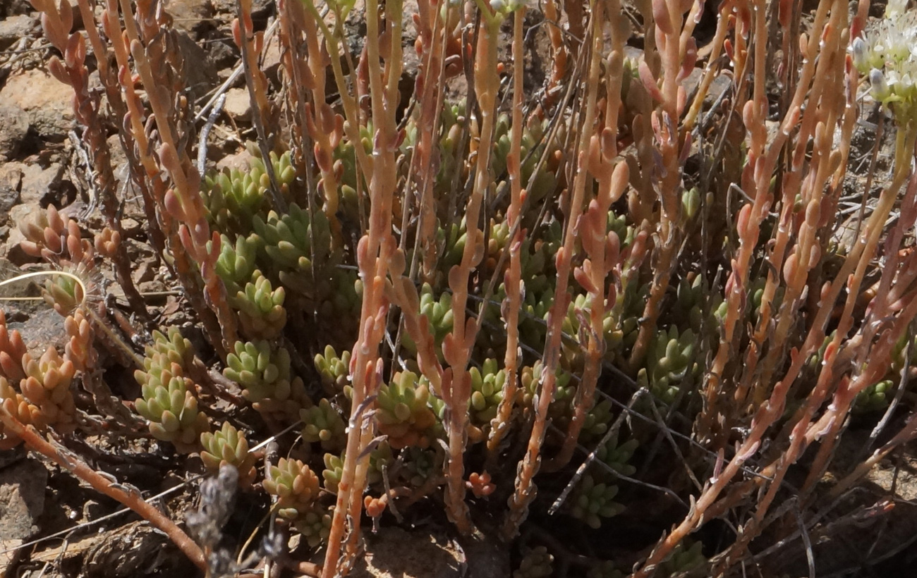 Image of Sedum alberti specimen.