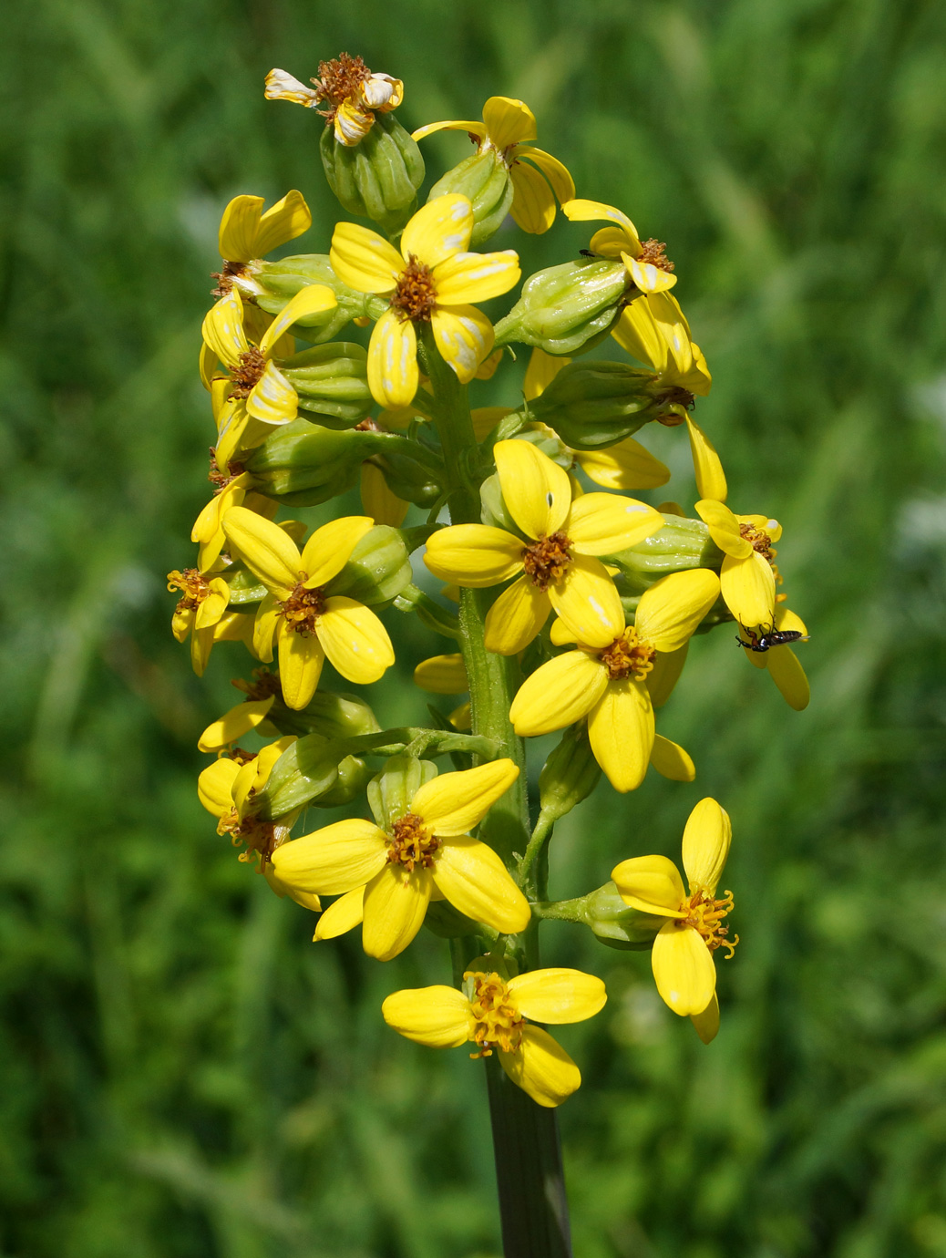 Изображение особи Ligularia altaica.