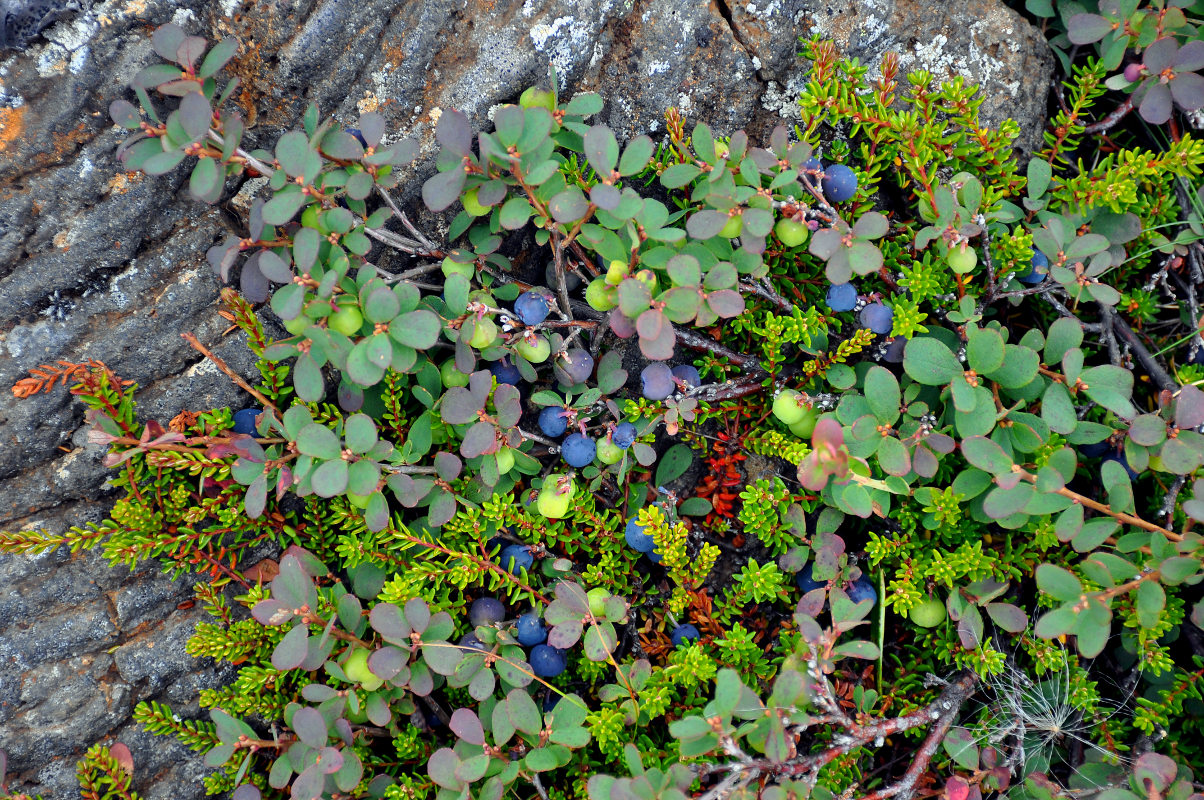 Изображение особи Vaccinium uliginosum.