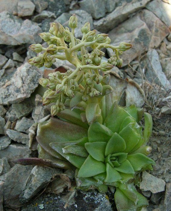 Image of Rosularia glabra specimen.