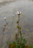 Micranthes foliolosa