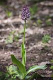 Orchis purpurea ssp. caucasica