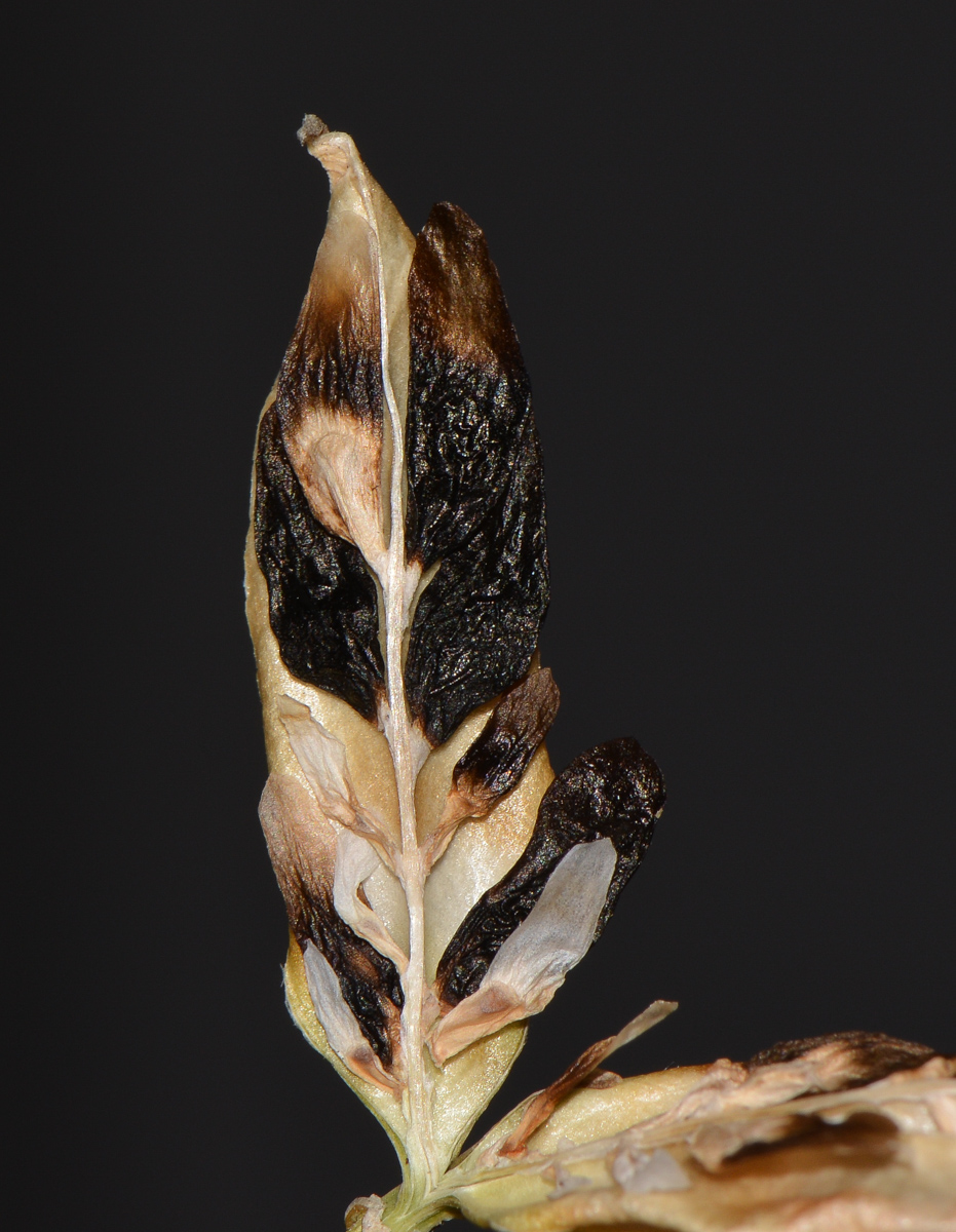 Image of Agapanthus africanus specimen.