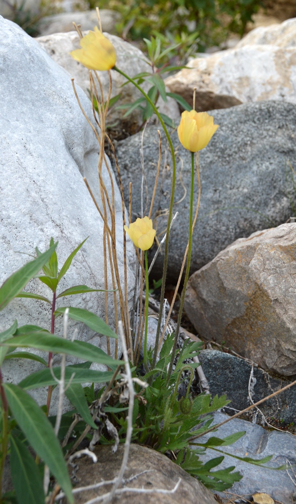 Изображение особи Papaver variegatum.