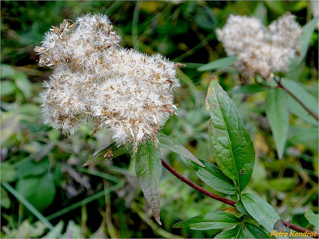 Image of Eupatorium cannabinum specimen.