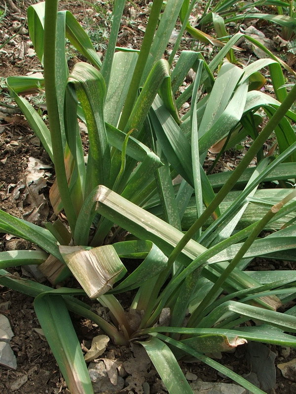 Image of Eremurus thiodanthus specimen.