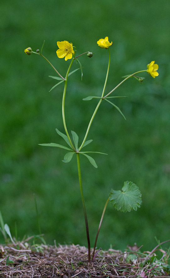 Изображение особи Ranunculus monophyllus.