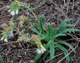 Onosma guberlinensis