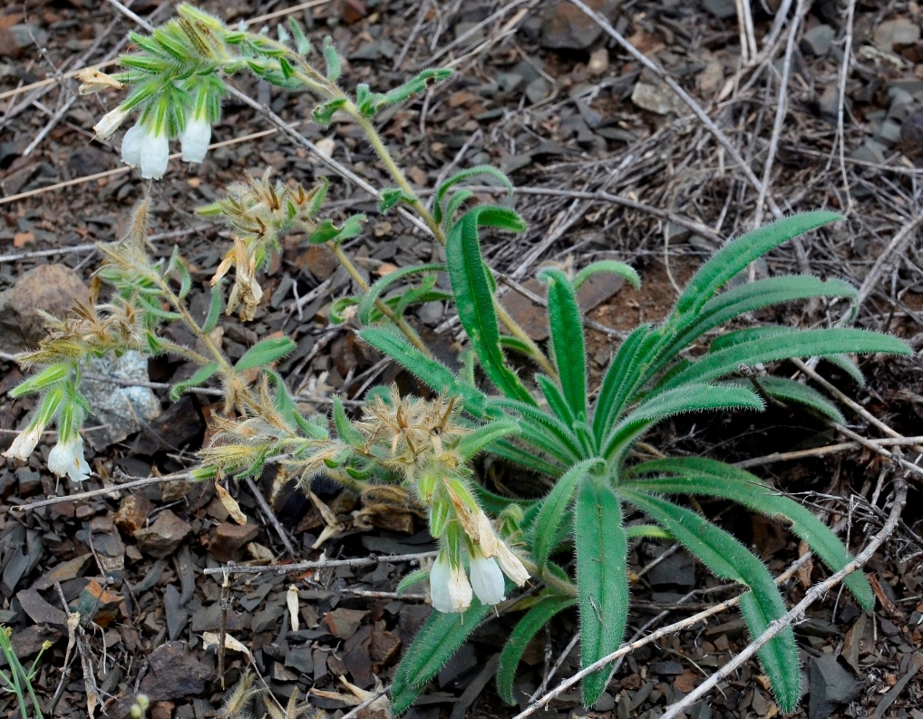 Image of Onosma guberlinensis specimen.