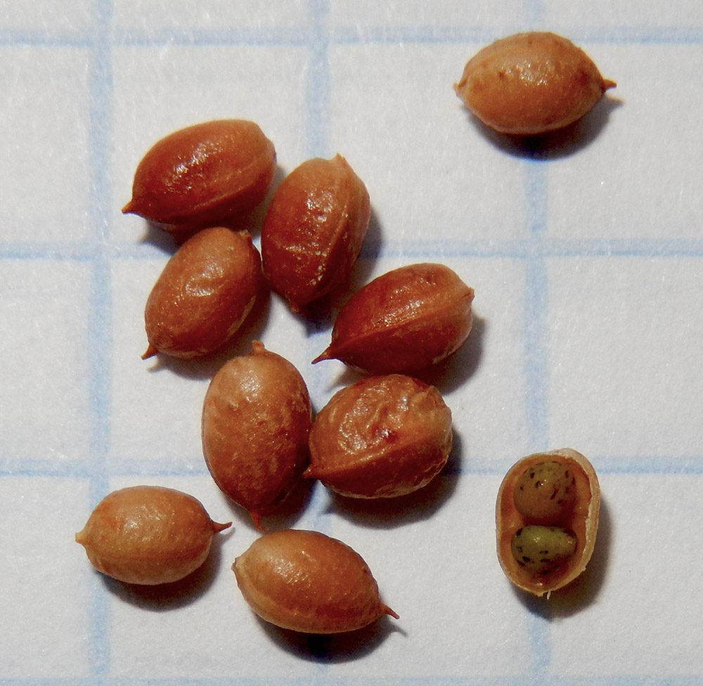 Image of Dorycnium herbaceum specimen.