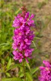 Lythrum salicaria. Соцветие. Южный Урал, р. Уфа ниже пос. Уфа-Шигири. 23 июля 2016 г.