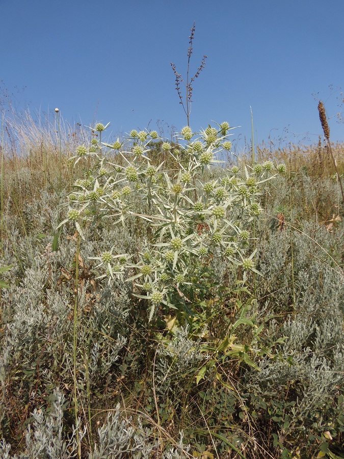 Изображение особи Eryngium campestre.