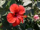 Hibiscus rosa-sinensis. Цветок. Турция, р-н Алании, пос. Махмутлар. 07.07.2006.