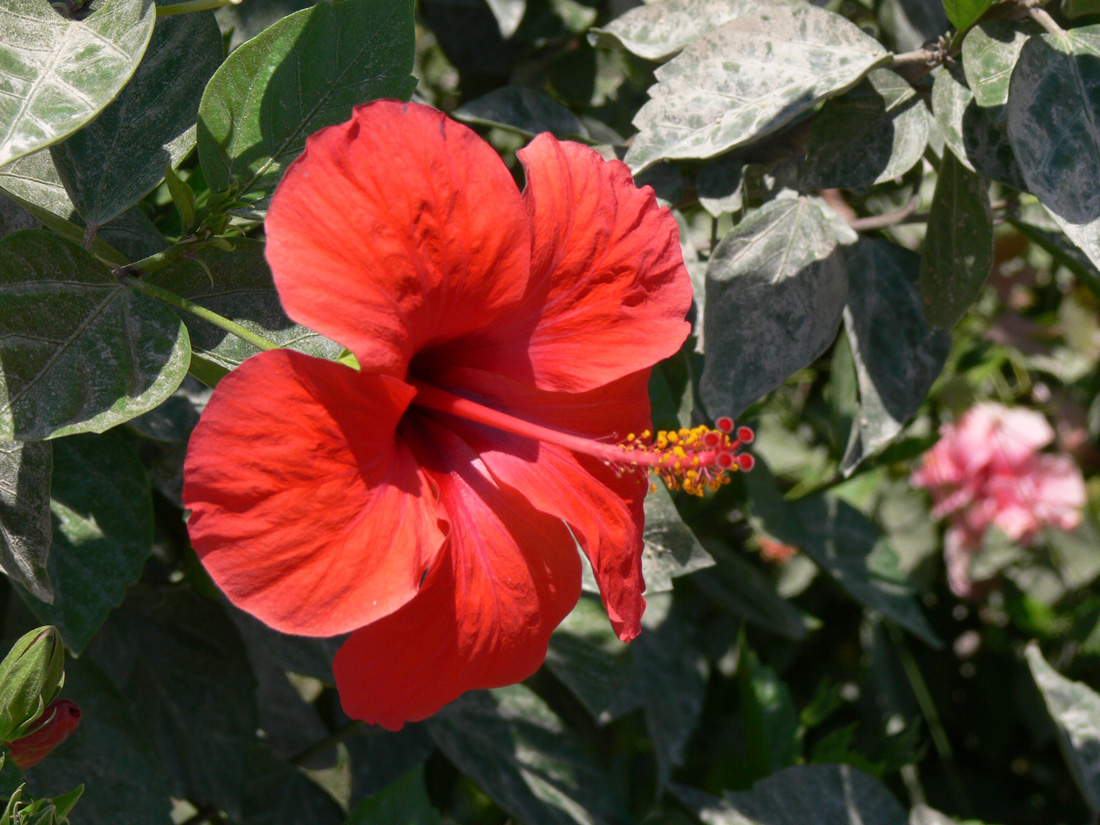 Image of Hibiscus rosa-sinensis specimen.