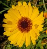 Calendula officinalis