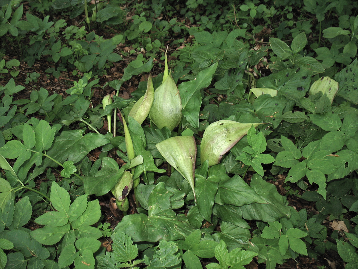 Изображение особи Arum maculatum.