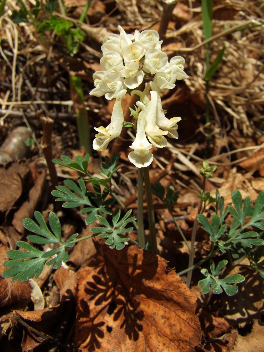 Image of Corydalis magadanica specimen.