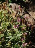 Prunella grandiflora